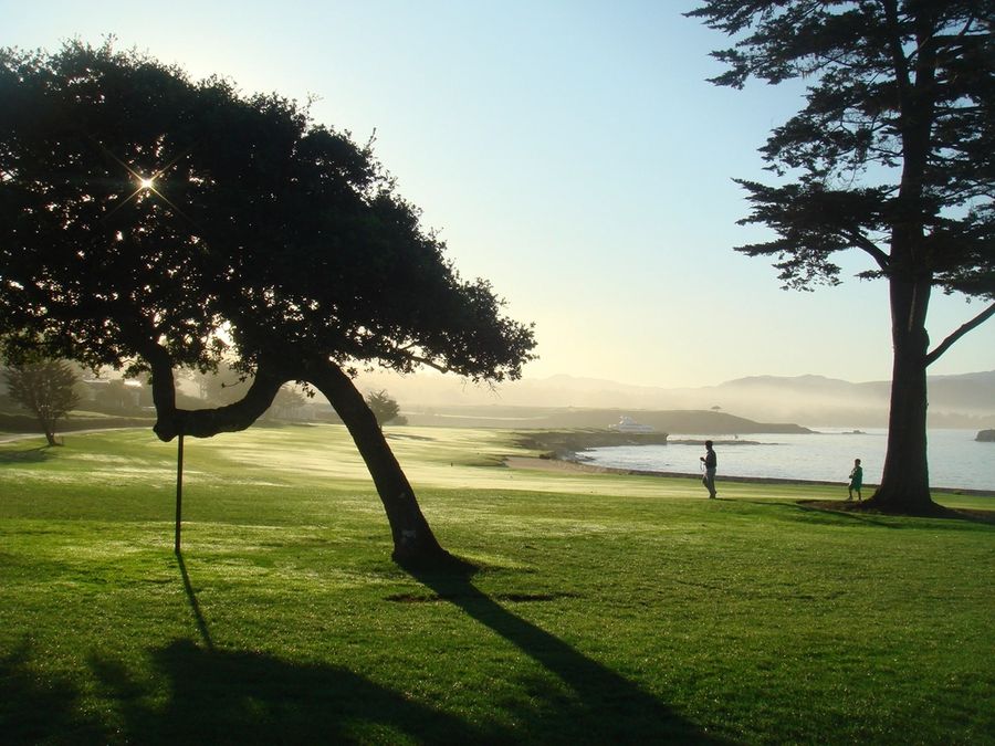 Tree silhouetted against the morning sky on a course